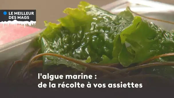 Le meilleur des mags 2022 :  l'algue marine, de la récolte à vos assiettes