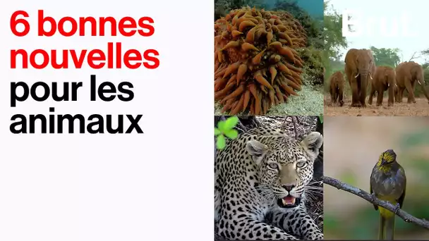 6 bonnes nouvelles pour les animaux