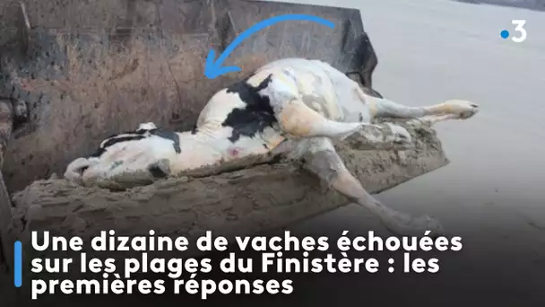 Une dizaine de vaches échouées sur les plages du Finistère : les premières réponses
