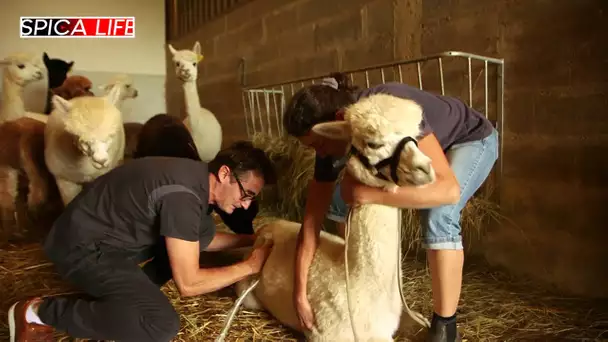 Les gardiens de la vie sauvage : le quotidien des soigneurs et vétérinaires