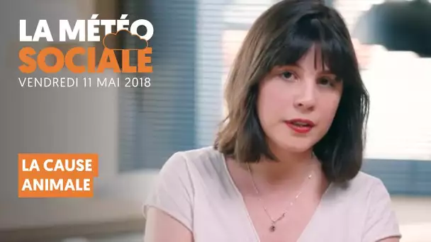 LA METEO SOCIALE :  LA CAUSE ANIMALE