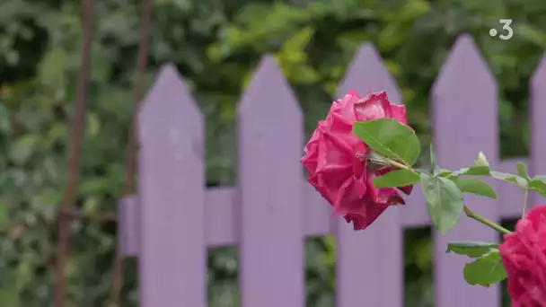 Mon jardin en Normandie - épisode 2 : le Jardin des Violettes raconté par Françoise Gouffaut