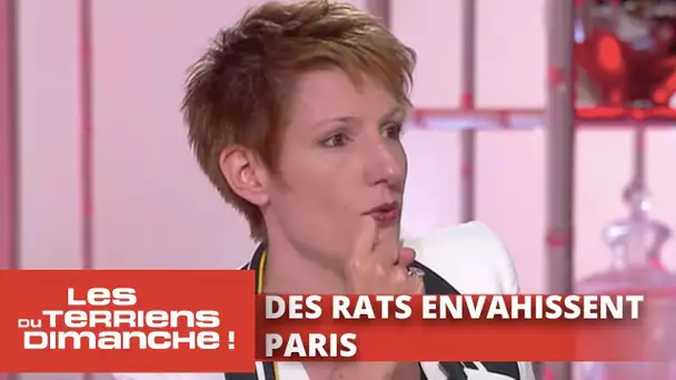 Paris, envahi par les rats ! - Les Terriens du dimanche