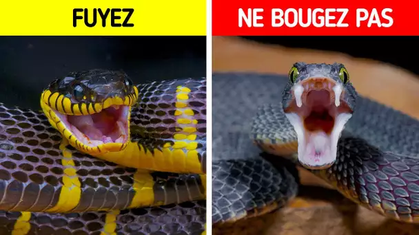 Comment Survivre à Une Rencontre Avec un Serpent en Pleine Nature