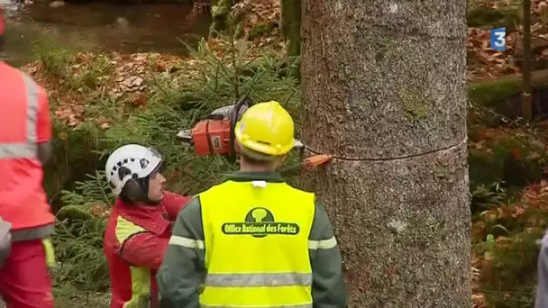 La coupe du grand sapin 2017 en forêt de Senones