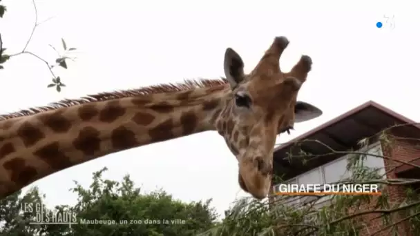 Zoo de Maubeuge : leçon de girafe !