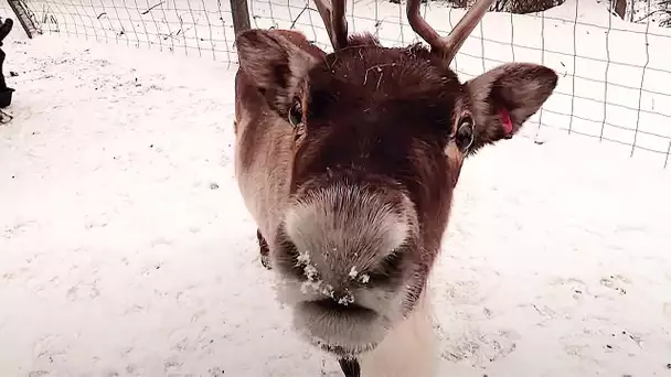 Au coeur d'un zoo en hiver