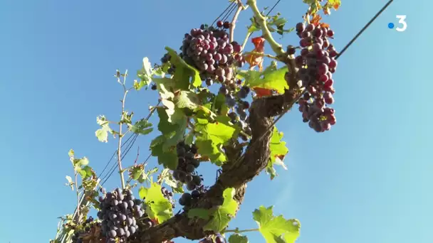 Pyrénées-Orientales : les dégâts et les vignobles touchés par la grêle et les fortes pluies