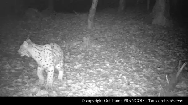 Femelle lynx et ses petits © Guillaume François