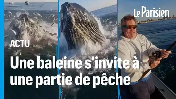 Une baleine s'invite à une partie de pêche