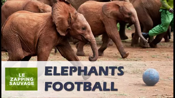 Des petits éléphants jouent au foot - ZAPPING SAUVAGE 14