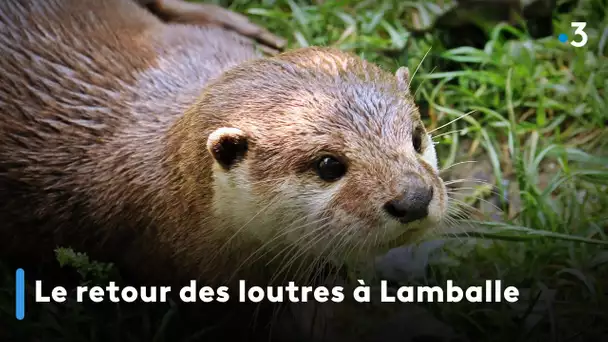 Le retour des loutres à Lamballe