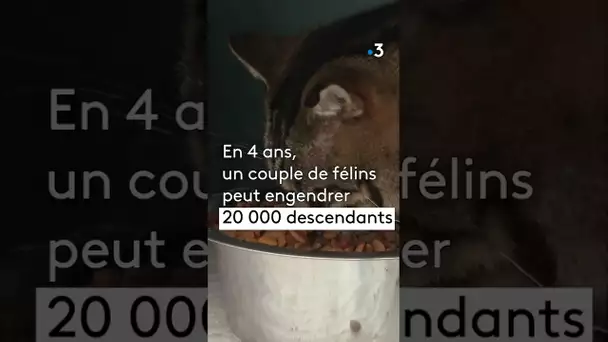 Capture et stérilisation des chats errants