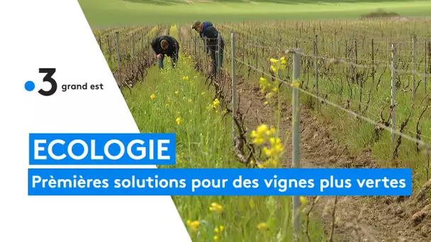 Des solutions pour des vignes plus vertes