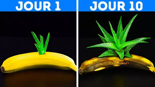 ASTUCES SIMPLES POUR LES PLANTES POUR OBTENIR DE MAGNIFIQUES RÉSULTATS