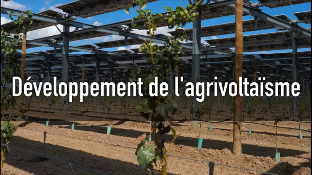 Le réchauffement climatique pourrait doper le développement de l’agrivoltaïsme