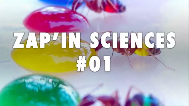 Zap'In Sciences #01 - L'Esprit Sorcier