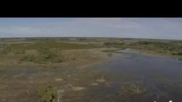 Brésil, Pantanal : élevage au Nhécolandia