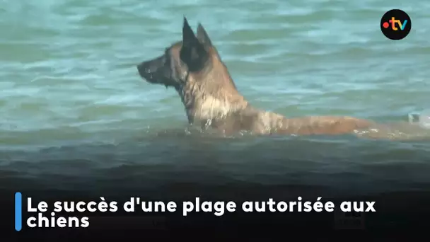 Le succès d'une plage autorisée aux chiens