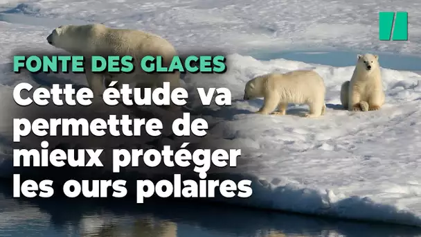 Une étude fait le lien entre émissions de CO2, fonte des glaces et déclins des oursons polaires