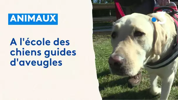 A l'école des chiens guides d'aveugles