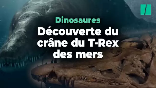 Ce « T-Rex des mers » découvert en Angleterre était une machine à tuer