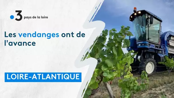 La saison des vendanges bat son plein