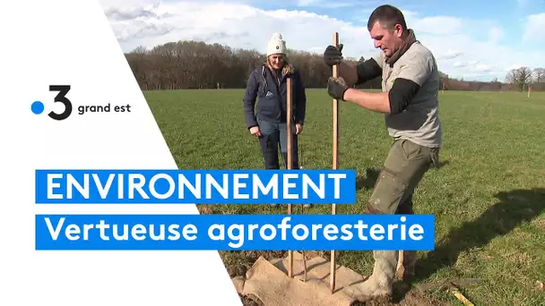 Environnement : l'agroforesterie face au défi climatique