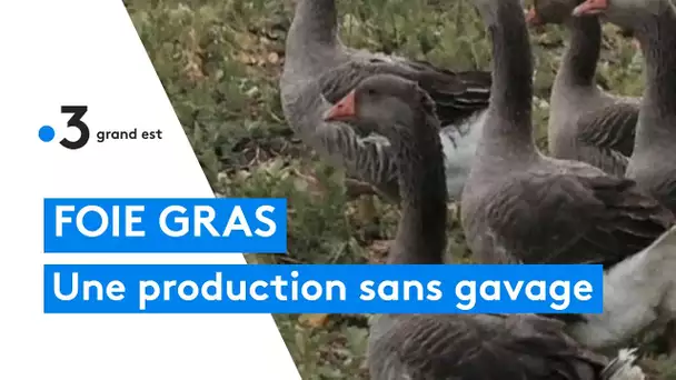 Foie gras : une production sans gavage forcé