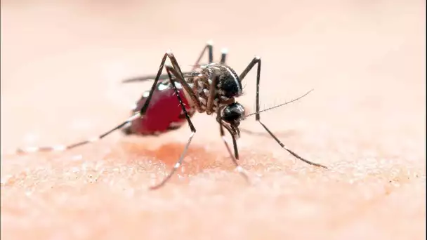 Alerte aux moustiques au Grau-du-Roi : les touristes sont excédés par les piqûres et les attaques