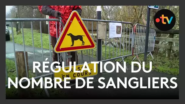Chasse : une opération pour réguler les sangliers à Marsac-sur-l'Isle