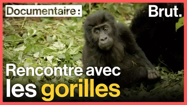 RDC : sur la trace des gorilles