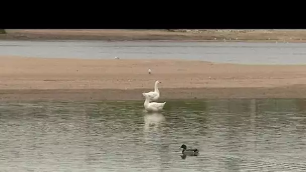 Les oies de basse-cour ont pris racines en Loire, à Orléans