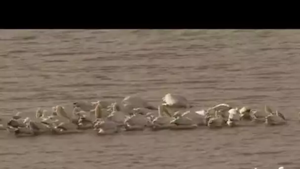 Sénégal : colonie de pélicans du parc naturel de Djoudi