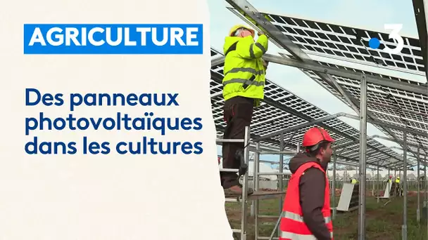 Des panneaux photovoltaïques semi-transparents recouvrent des cultures, une première en France