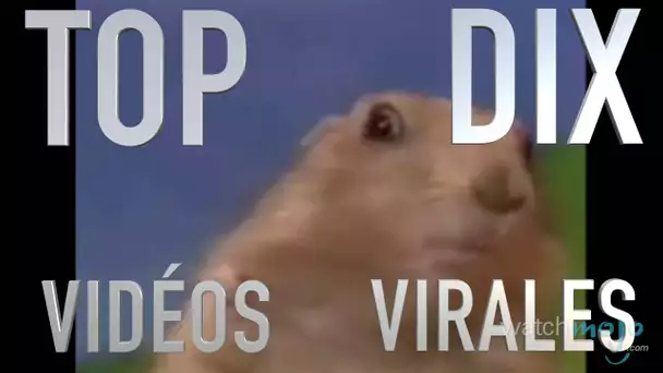 Top 10 des vidéos virales (Mojo-Express)
