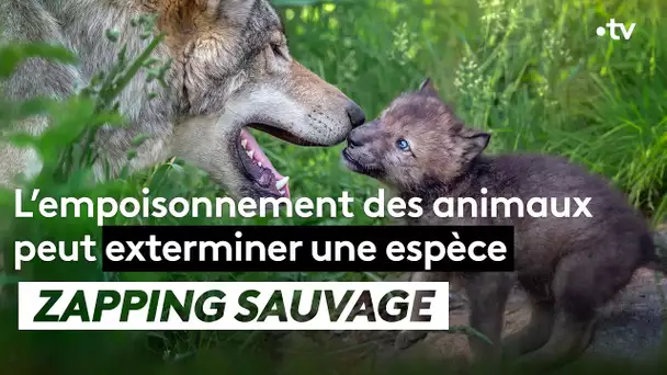 L'empoisonnement des animaux peut exterminer une espèce - ZAPPING SAUVAGE