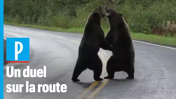 Deux grizzlis se battent violemment devant une automobiliste au Canada