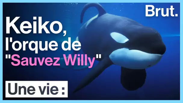 Une vie : La vraie histoire de l’orque de ‘’Sauvez Willy’’