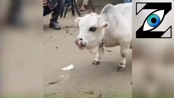 [Zap Net] La plus petite vache du monde ! (13/07/21)