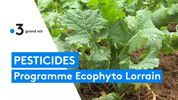 Réduire les pesticides avec le programme Ecophyto Lorrain