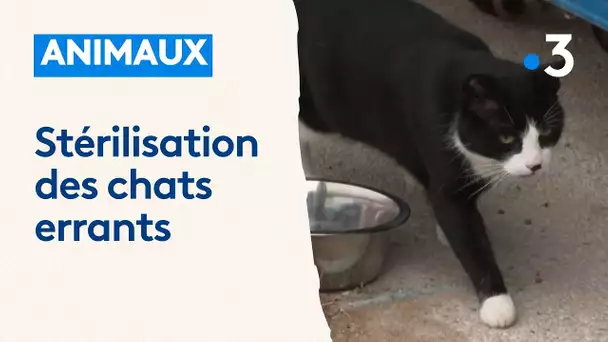 Animaux : campagne de stérilisation des chats errants