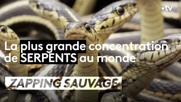 La plus grande concentration de serpents au monde