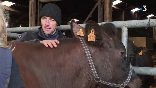 Salon de l'agriculture : Guillaume, éleveur à Auchy-les-Mines, opte pour la Rouge Flamande