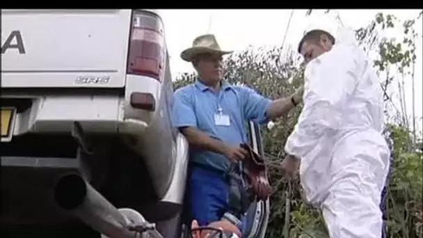 LA REUNION / CHIKUNGUNYA