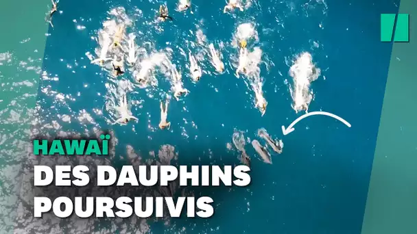 À Hawaï, des nageurs accusés d’avoir poursuivi et harcelé des dauphins
