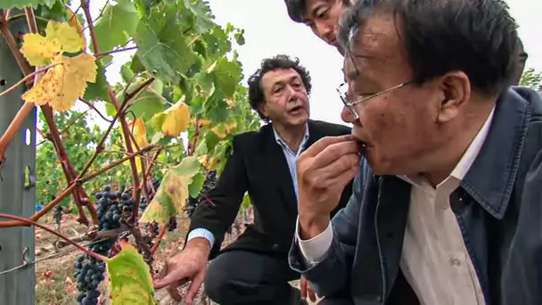 Les chinois rachètent nos vignobles français !