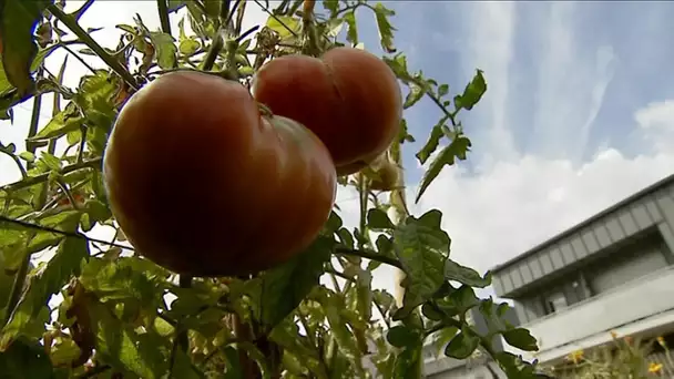 Des jardins potagers sur les toits des immeubles à Grenoble