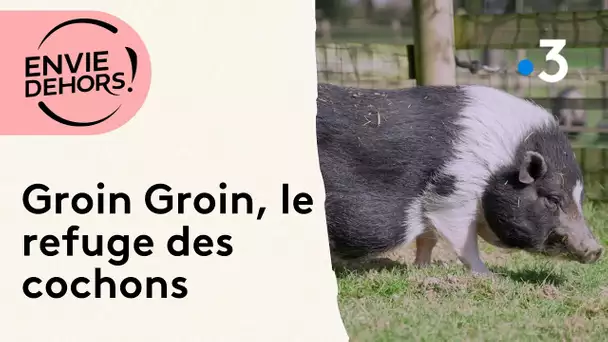 Groin Groin, le sanctuaire des cochons à Neuvillette en Charnie dans la Sarthe