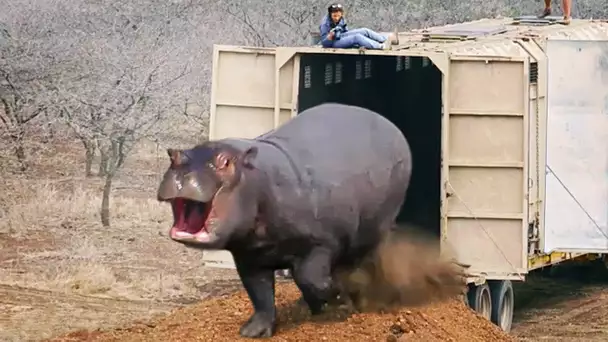 Moments de Libérations des Animaux qui ont CHOQUÉ le Monde!